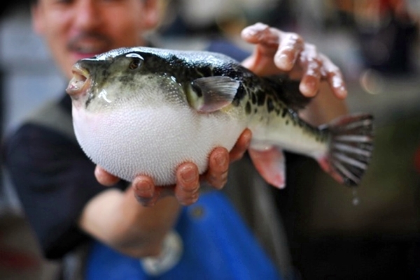 Fugu-fish