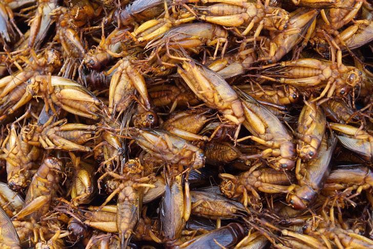 fried-crickets