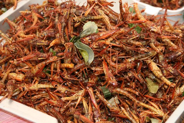 thai-insects-21