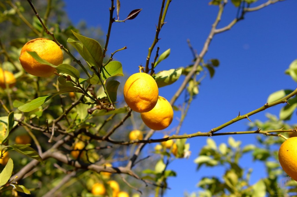 LoveFoodIbiza - Zesty Lemon Posset with limoncello jelly - LoveFoodIbiza