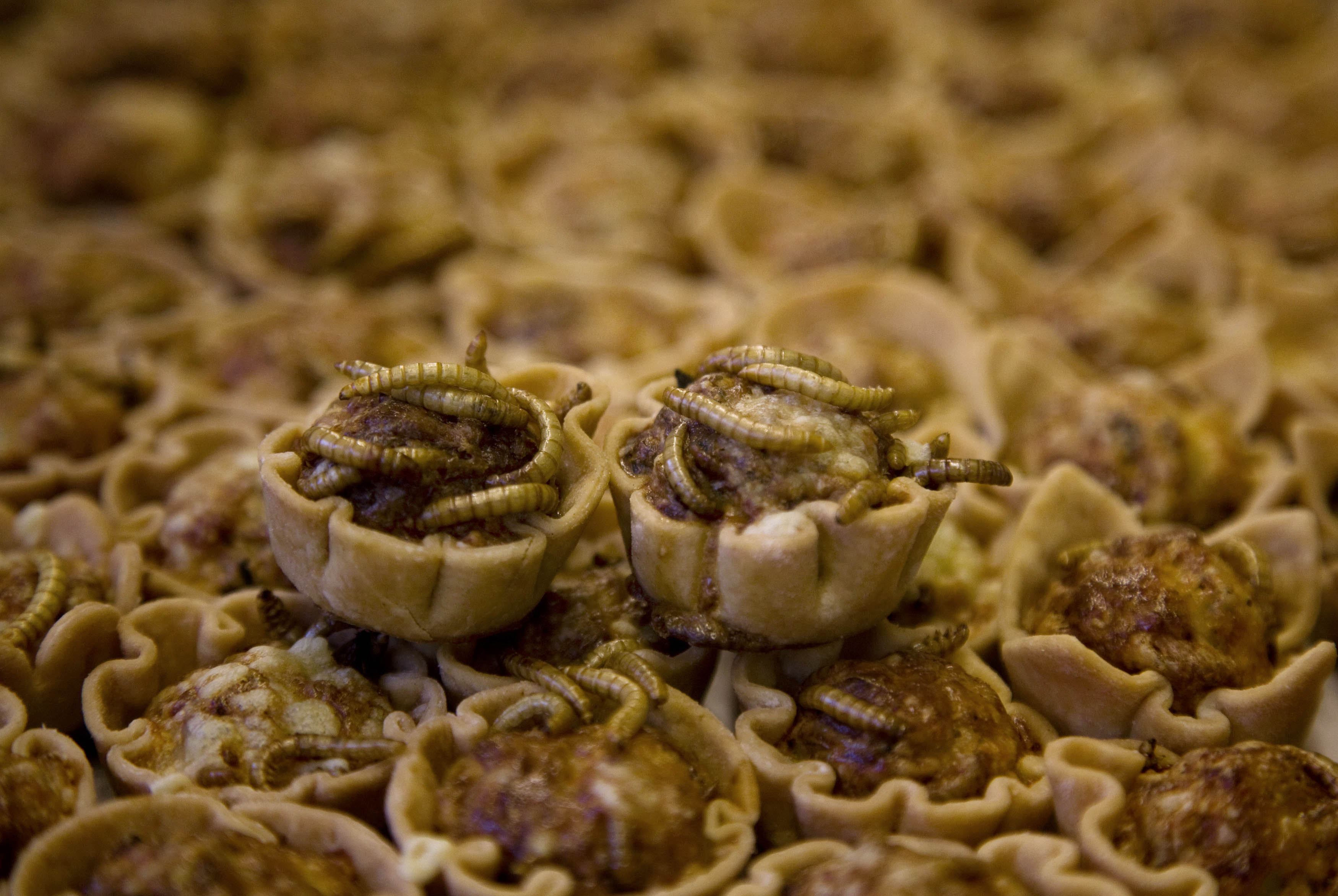 Mealworm quiches are seen at the Rijn IJssel school for chefs in Wageningen January 12, 2011. All you need to do to save the rainforest, improve your diet, better your health, cut global carbon emissions and slash your food budget is eat bugs. Mealworm quiche, grasshopper springrolls and cuisine made from other creepy crawlies is the answer to the global food crisis, shrinking land and water resources and climate-changing carbon emissions, Dutch scientist Arnold van Huis says. To attract more insect-eaters, Van Huis and his team of scientists at Wageningen have worked with a local cooking school to produce a cookbook and suitable recipes. Picture taken January 12. To match Reuters Life! FOOD-INSECTS/ REUTERS/Jerry Lampen (NETHERLANDS - Tags: ANIMALS FOOD SOCIETY ODDLY) - RTXWPYM